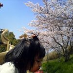 公渕公園で花見の写真